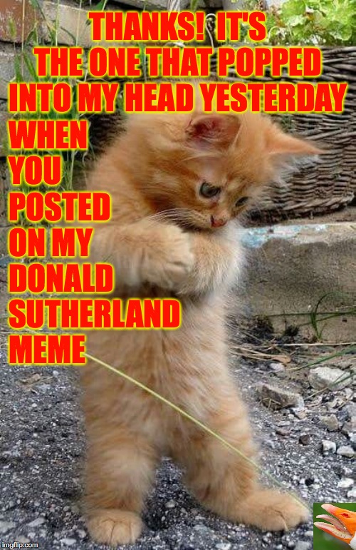 i dont know what I am doing, cute cat, lovely cat dancer, dancer | THANKS!  IT'S THE ONE THAT POPPED INTO MY HEAD YESTERDAY WHEN YOU POSTED ON MY DONALD SUTHERLAND MEME | image tagged in i dont know what i am doing cute cat lovely cat dancer dancer | made w/ Imgflip meme maker