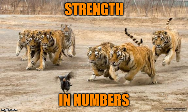 TIGERS CHASING | STRENGTH IN NUMBERS | image tagged in tigers chasing | made w/ Imgflip meme maker