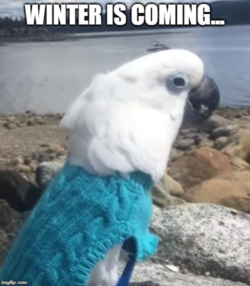 Winter is coming | WINTER IS COMING... | image tagged in cockatoo,game of thrones,winter is coming,birb | made w/ Imgflip meme maker