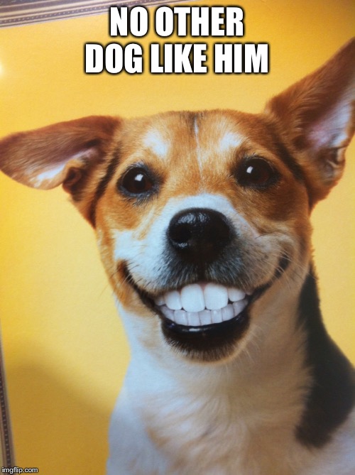 Raydog | NO OTHER DOG LIKE HIM | image tagged in raydog | made w/ Imgflip meme maker