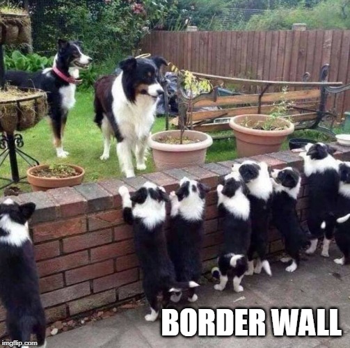Border wall | BORDER WALL | image tagged in dogs pets funny | made w/ Imgflip meme maker