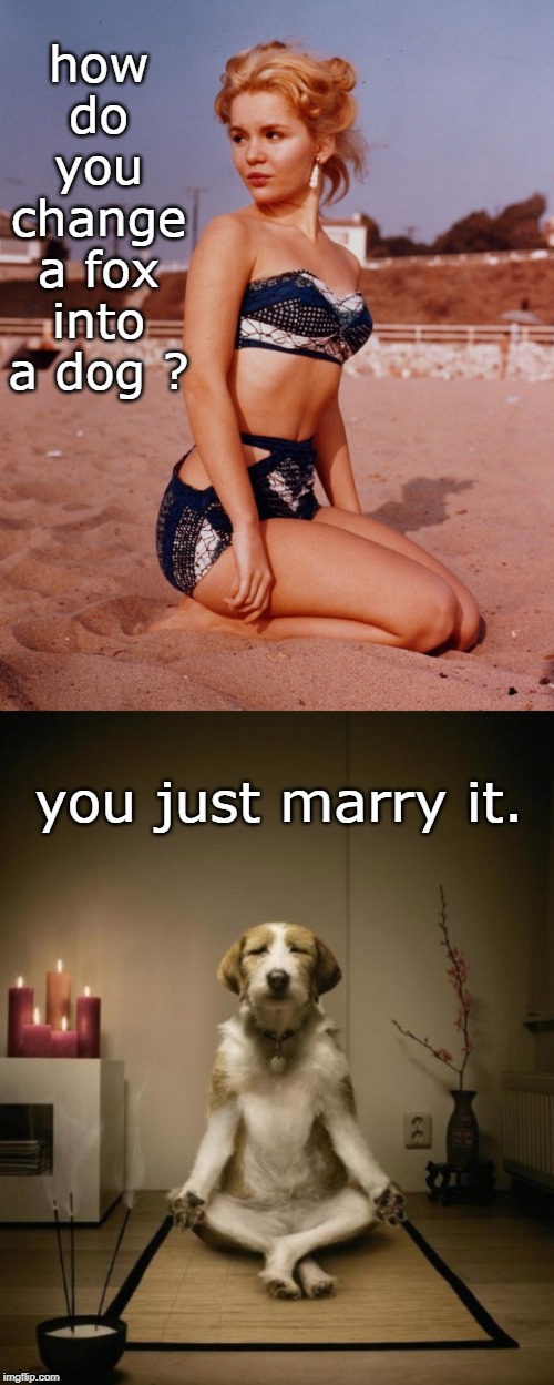 all for inner peace and a tuesday weld poster say,ruff rough ruff. | how do you change a fox into a dog ? you just marry it. | image tagged in zen dog,bikini girls,fame,marriage,meme life | made w/ Imgflip meme maker
