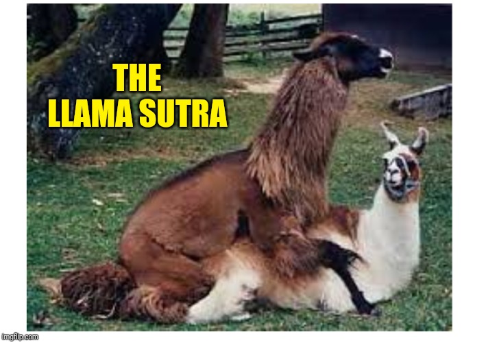 The Llama Sutra | THE LLAMA SUTRA | image tagged in the llama sutra | made w/ Imgflip meme maker