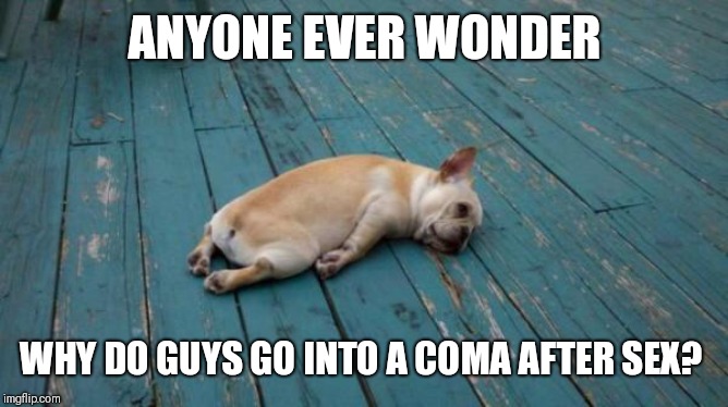 Like sometimes I'm just getting started and hubs is already snoring. Is it really that hard for them to come? | ANYONE EVER WONDER; WHY DO GUYS GO INTO A COMA AFTER SEX? | image tagged in tired dog | made w/ Imgflip meme maker