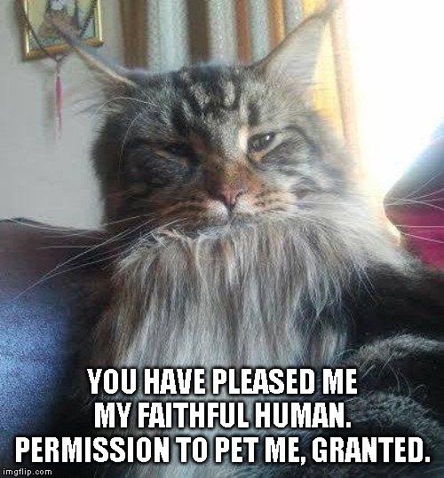 YOU HAVE PLEASED ME MY FAITHFUL HUMAN. PERMISSION TO PET ME, GRANTED. | image tagged in cats | made w/ Imgflip meme maker