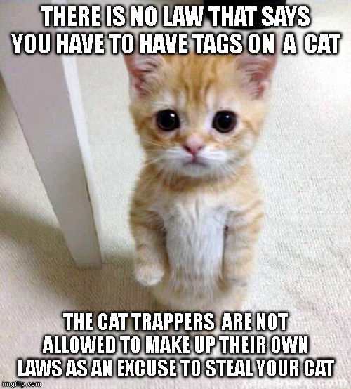 Cute Cat | THERE IS NO LAW THAT SAYS YOU HAVE TO HAVE TAGS ON  A  CAT; THE CAT TRAPPERS  ARE NOT ALLOWED TO MAKE UP THEIR OWN LAWS AS AN EXCUSE TO STEAL YOUR CAT | image tagged in memes,cute cat | made w/ Imgflip meme maker