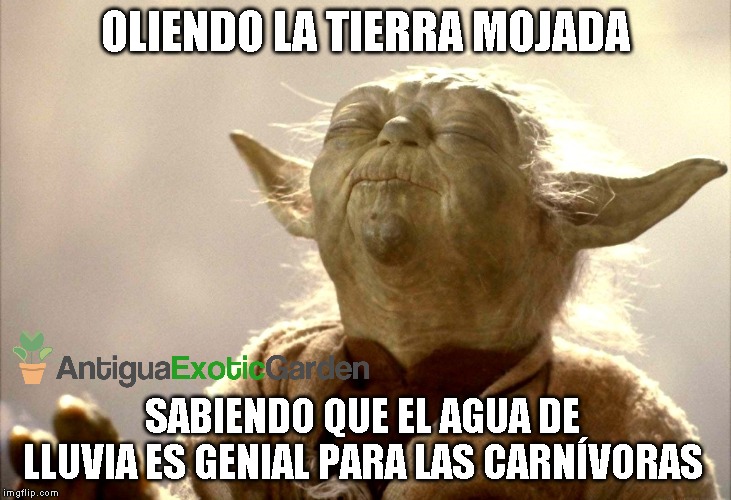 Yoda oliendo | OLIENDO LA TIERRA MOJADA; SABIENDO QUE EL AGUA DE LLUVIA ES GENIAL PARA LAS CARNÍVORAS | image tagged in yoda oliendo | made w/ Imgflip meme maker