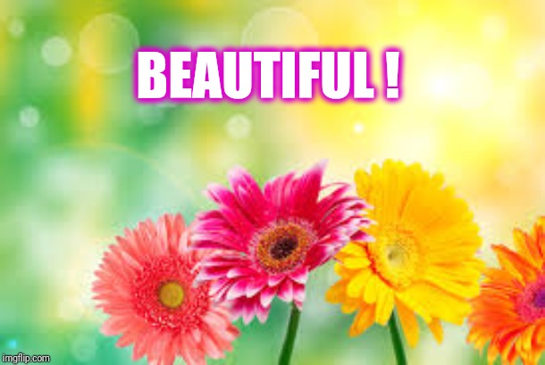 flowers | BEAUTIFUL ! | image tagged in flowers | made w/ Imgflip meme maker