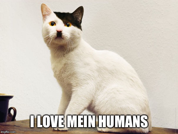 Hitler Cat | I LOVE MEIN HUMANS | image tagged in hitler cat | made w/ Imgflip meme maker