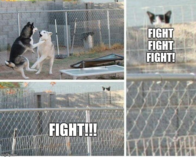 CASEY WATCHING DOGS FIGHT | FIGHT
FIGHT
FIGHT! FIGHT!!! | image tagged in cats,dogs,funny | made w/ Imgflip meme maker