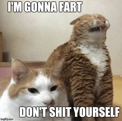 CAT FART | I'M GONNA FART; DON'T SHIT YOURSELF | image tagged in cats,funny | made w/ Imgflip meme maker
