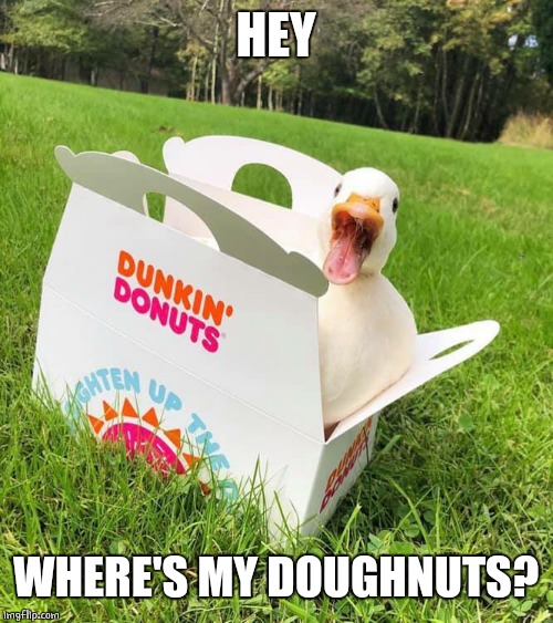 NO DOUGHNUTS? | HEY; WHERE'S MY DOUGHNUTS? | image tagged in duck,ducks,funny,dunkin donuts | made w/ Imgflip meme maker