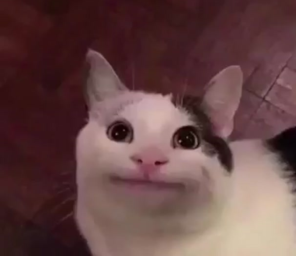 Awkward Cat Blank Meme Template