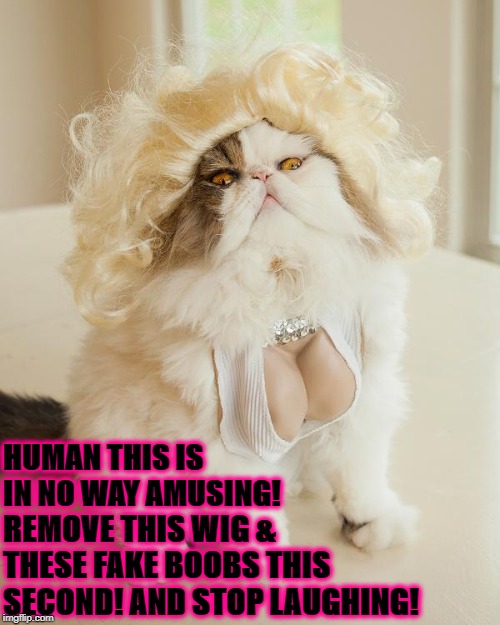 NOT AMUSING | HUMAN THIS IS IN NO WAY AMUSING! REMOVE THIS WIG & THESE FAKE BOOBS THIS SECOND! AND STOP LAUGHING! | image tagged in not amusing | made w/ Imgflip meme maker