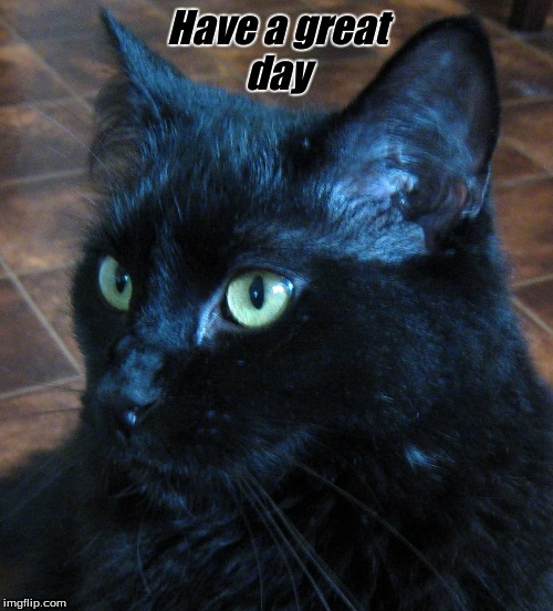 Have a great day | Have a great
day | image tagged in memes,cats,have a great day | made w/ Imgflip meme maker