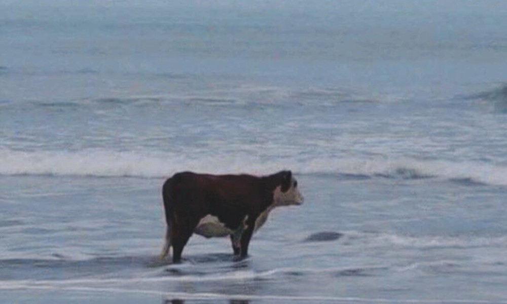 High Quality Depressed cow Blank Meme Template