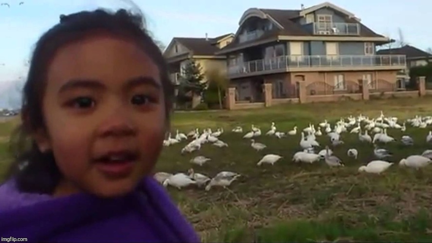 Look at All Those Chickens | image tagged in look at all those chickens | made w/ Imgflip meme maker
