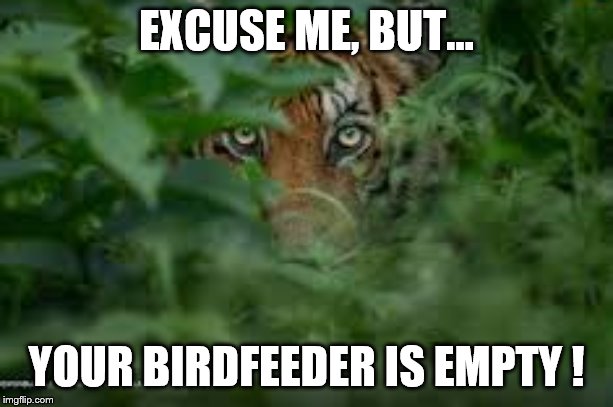 EXCUSE ME, BUT... YOUR BIRDFEEDER IS EMPTY ! | image tagged in tigers | made w/ Imgflip meme maker