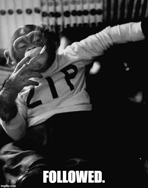 smoking monkey  | FOLLOWED. | image tagged in smoking monkey | made w/ Imgflip meme maker