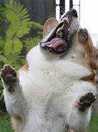 High Quality Mad Corgi Blank Meme Template