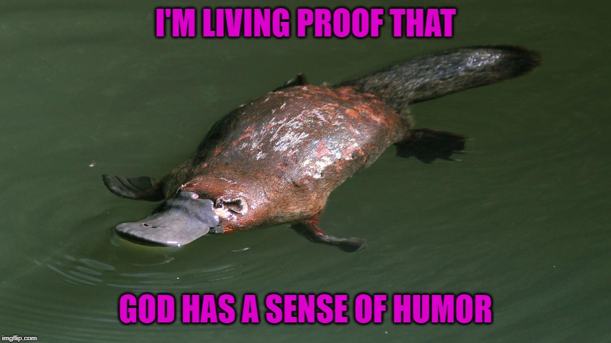 I'M LIVING PROOF THAT GOD HAS A SENSE OF HUMOR | made w/ Imgflip meme maker