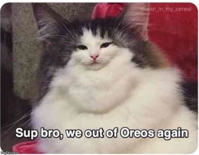 image tagged in sup bro we out of oreos again cat | made w/ Imgflip meme maker