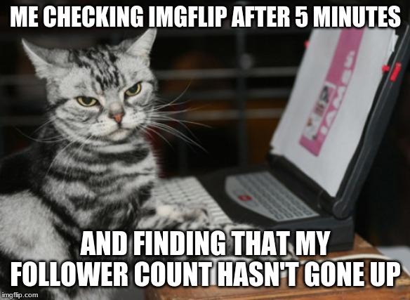 thanks LordCheesus for being my only follower :) | ME CHECKING IMGFLIP AFTER 5 MINUTES; AND FINDING THAT MY FOLLOWER COUNT HASN'T GONE UP | image tagged in computer cat,memes,cats,lordcheesus | made w/ Imgflip meme maker