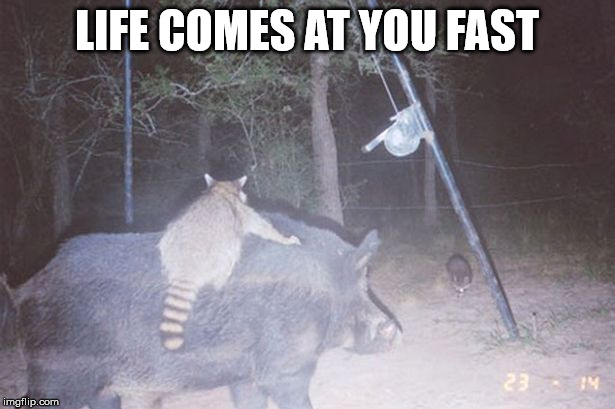Raccoon riding feral hog | LIFE COMES AT YOU FAST | image tagged in raccoon riding feral hog | made w/ Imgflip meme maker