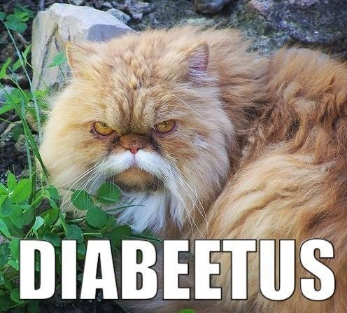 image tagged in funny,cats,animals