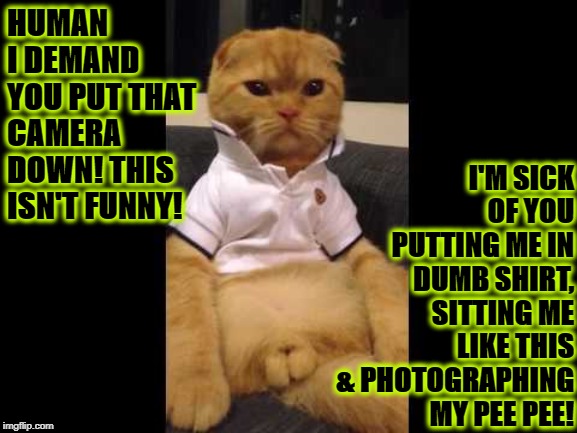 PEE PEE KITTY | HUMAN I DEMAND YOU PUT THAT CAMERA DOWN! THIS ISN'T FUNNY! I'M SICK OF YOU PUTTING ME IN DUMB SHIRT, SITTING ME LIKE THIS & PHOTOGRAPHING MY PEE PEE! | image tagged in pee pee kitty | made w/ Imgflip meme maker