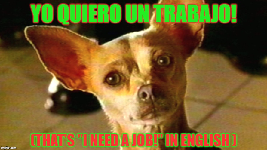 Taco Bell Chihuahua | YO QUIERO UN TRABAJO! (THAT'S "I NEED A JOB!" IN ENGLISH ) | image tagged in taco bell chihuahua | made w/ Imgflip meme maker