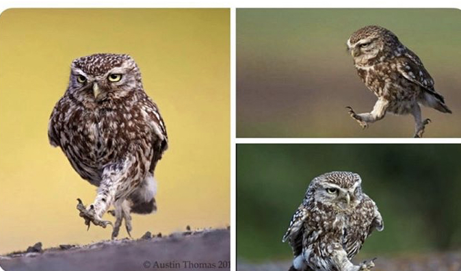 Confident owl Blank Meme Template