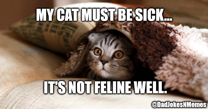 This joke is a 'cat'astrophe. | MY CAT MUST BE SICK... IT'S NOT FELINE WELL. @DadJokesNMemes | image tagged in dad jokes,dad joke,cats | made w/ Imgflip meme maker