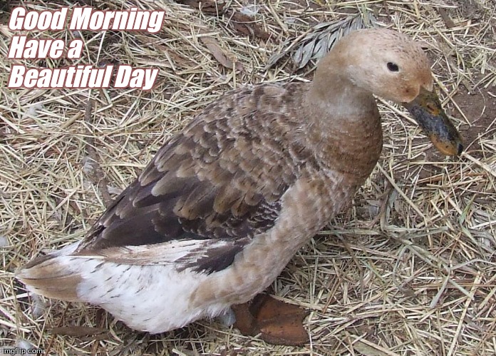 Good Morning | Good Morning
Have a 
Beautiful Day | image tagged in good morning,have a beautiful day,memes,ducks,good morning ducks | made w/ Imgflip meme maker