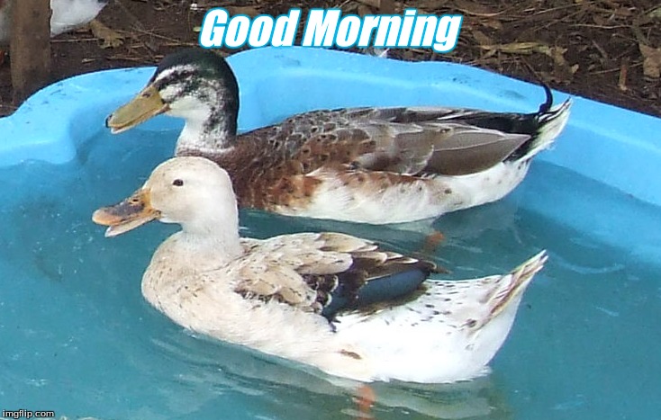 Good Morning | Good Morning | image tagged in good morning ducks,good morning,memes,ducks | made w/ Imgflip meme maker