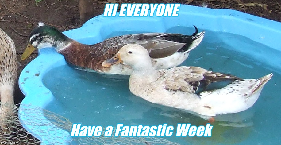 Hi Everyone have a fantastic week | HI EVERYONE; Have a Fantastic Week | image tagged in hi everyone,hi ducks,ducks,memes | made w/ Imgflip meme maker