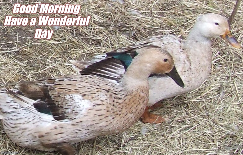 Good Morning Have a Wonderful Day | Good Morning
Have a Wonderful
              Day | image tagged in good morning,good morning ducks,memes,have a wonderful day | made w/ Imgflip meme maker