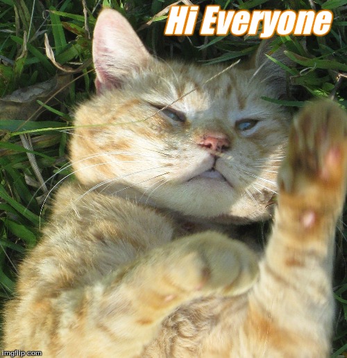 Hi Everyone | Hi Everyone | image tagged in hi everyone,memes,cats,hi everyone cats | made w/ Imgflip meme maker