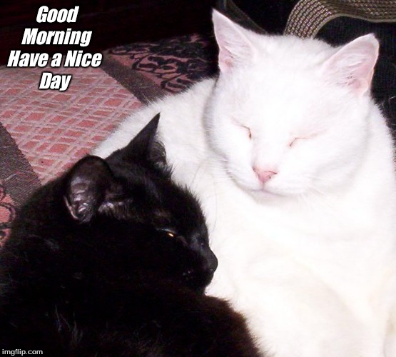 Good Morning Have a Nice Day | Good 
    Morning
Have a Nice 
         Day | image tagged in good morning,good morning have a nice day,good morning cats,memes | made w/ Imgflip meme maker