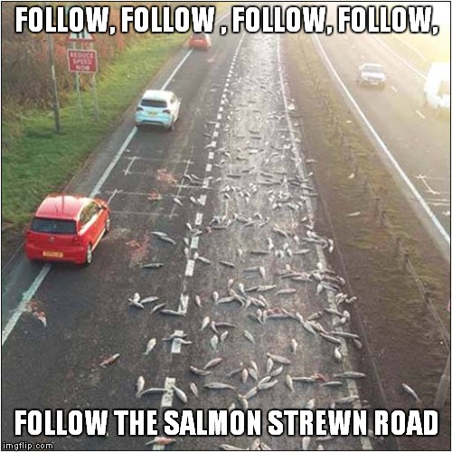 We're Off To See The Fishes | FOLLOW, FOLLOW , FOLLOW, FOLLOW, FOLLOW THE SALMON STREWN ROAD | image tagged in fun,the wizard of oz | made w/ Imgflip meme maker