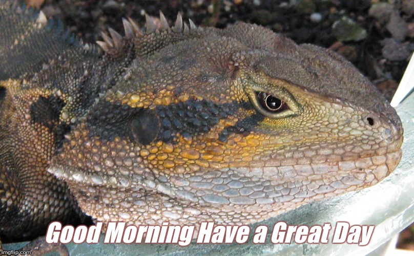 Good morning Have a great day |  Good Morning Have a Great Day | image tagged in good morning,memes,have a great day,good morning lizards | made w/ Imgflip meme maker