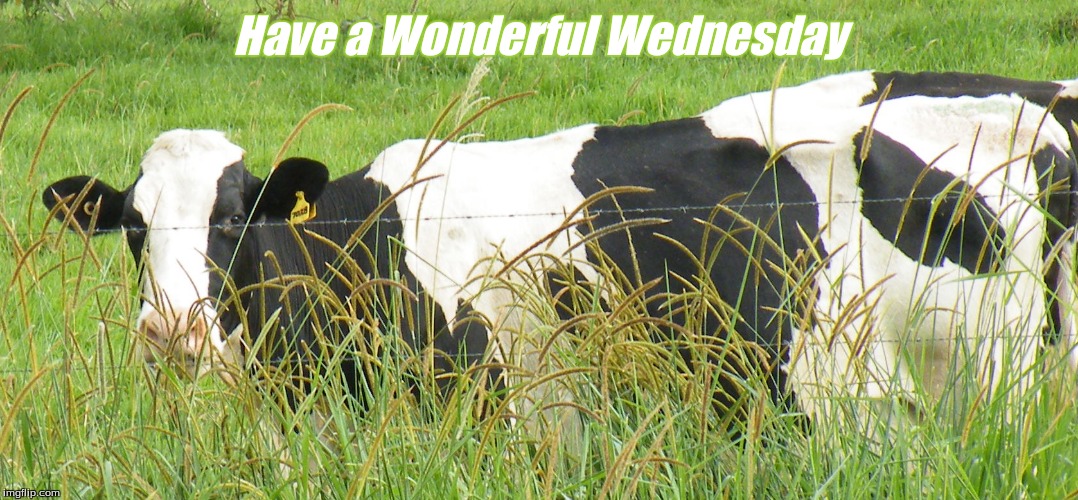 Have a Wonderful Wednesday | Have a Wonderful Wednesday | image tagged in have a wonderful wednesday,memes,cows | made w/ Imgflip meme maker