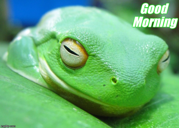 Good Morning | Good    
Morning | image tagged in good morning frogs,frogs,memes,good morning | made w/ Imgflip meme maker