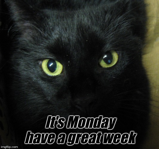 It's Monday have a great week | It's Monday have a great week | image tagged in it's monday cats,cats,black cats,have a great week,memes | made w/ Imgflip meme maker