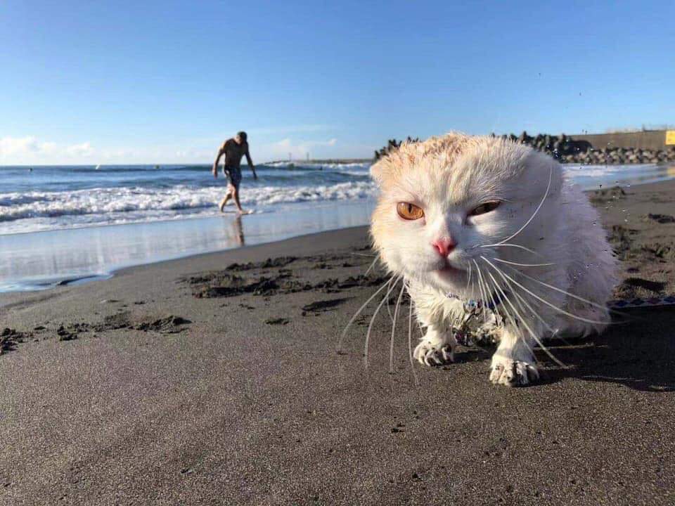 High Quality Cat on the beach Blank Meme Template