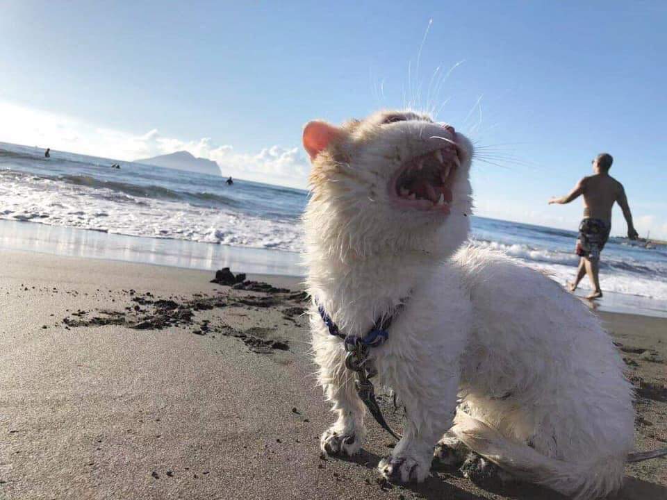 Cat on the beach screaming Blank Meme Template