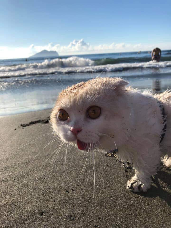 Scared cat on the beach Blank Meme Template