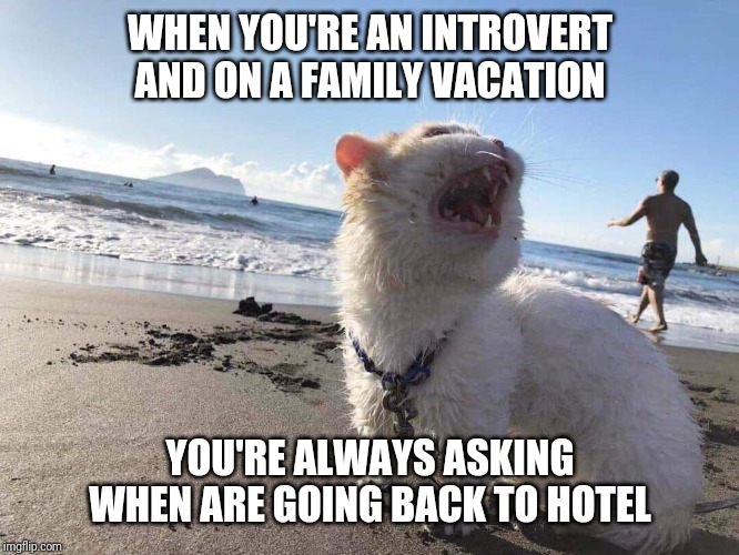 Cat on the beach screaming | WHEN YOU'RE AN INTROVERT AND ON A FAMILY VACATION; YOU'RE ALWAYS ASKING WHEN ARE GOING BACK TO HOTEL | image tagged in cat on the beach screaming | made w/ Imgflip meme maker