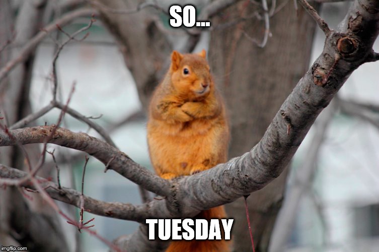 Tuesday | SO... TUESDAY | image tagged in squirrel | made w/ Imgflip meme maker