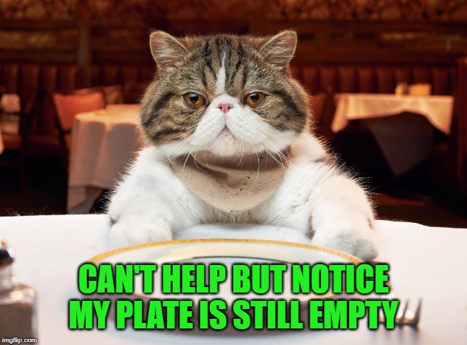 hungry cat | CAN'T HELP BUT NOTICE MY PLATE IS STILL EMPTY | image tagged in hungry cat | made w/ Imgflip meme maker